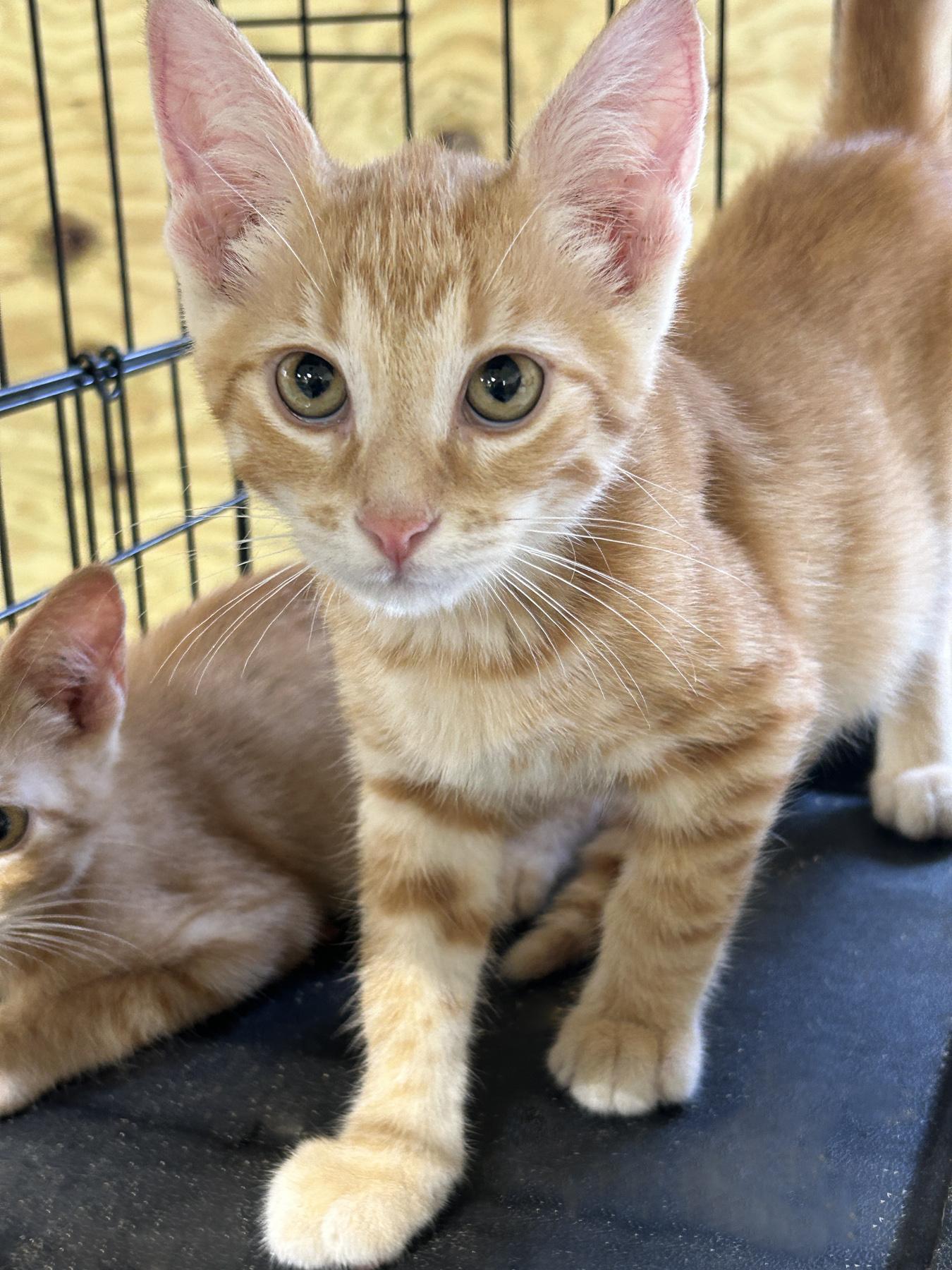 Peach, an adoptable Tabby in LAMPASAS, TX, 76550 | Photo Image 4