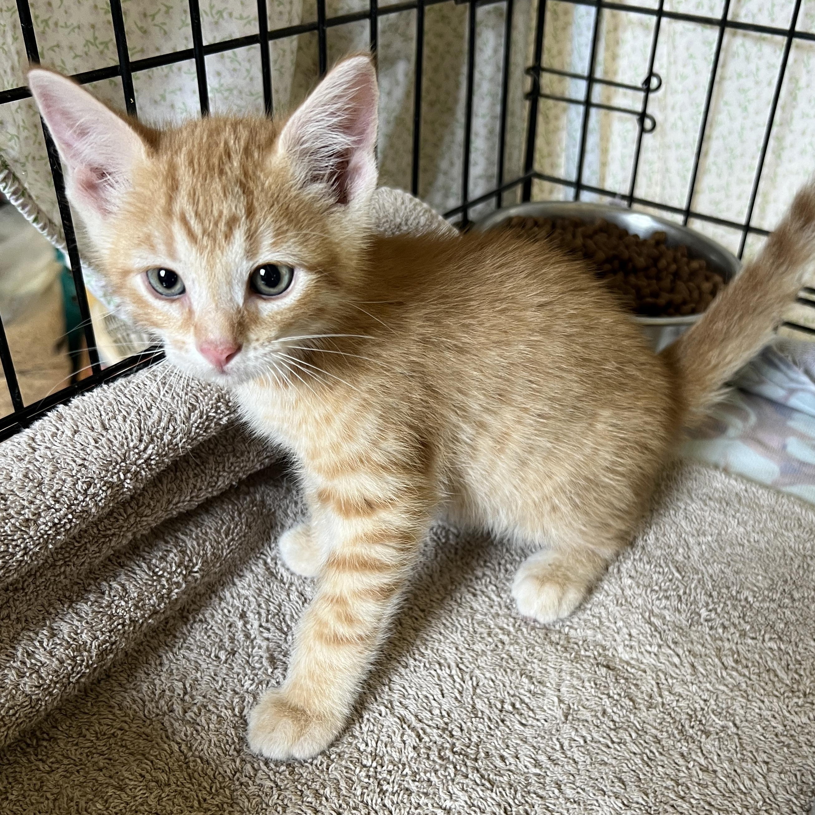 Peach, an adoptable Tabby in LAMPASAS, TX, 76550 | Photo Image 5