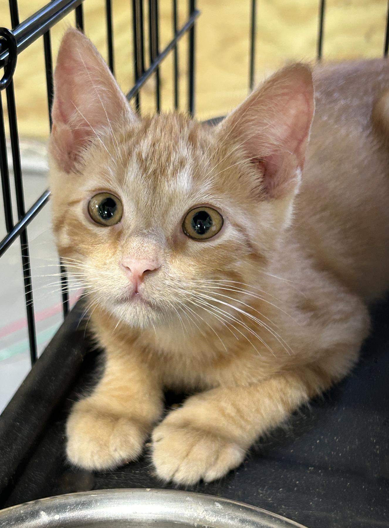 Peach, an adoptable Tabby in LAMPASAS, TX, 76550 | Photo Image 2