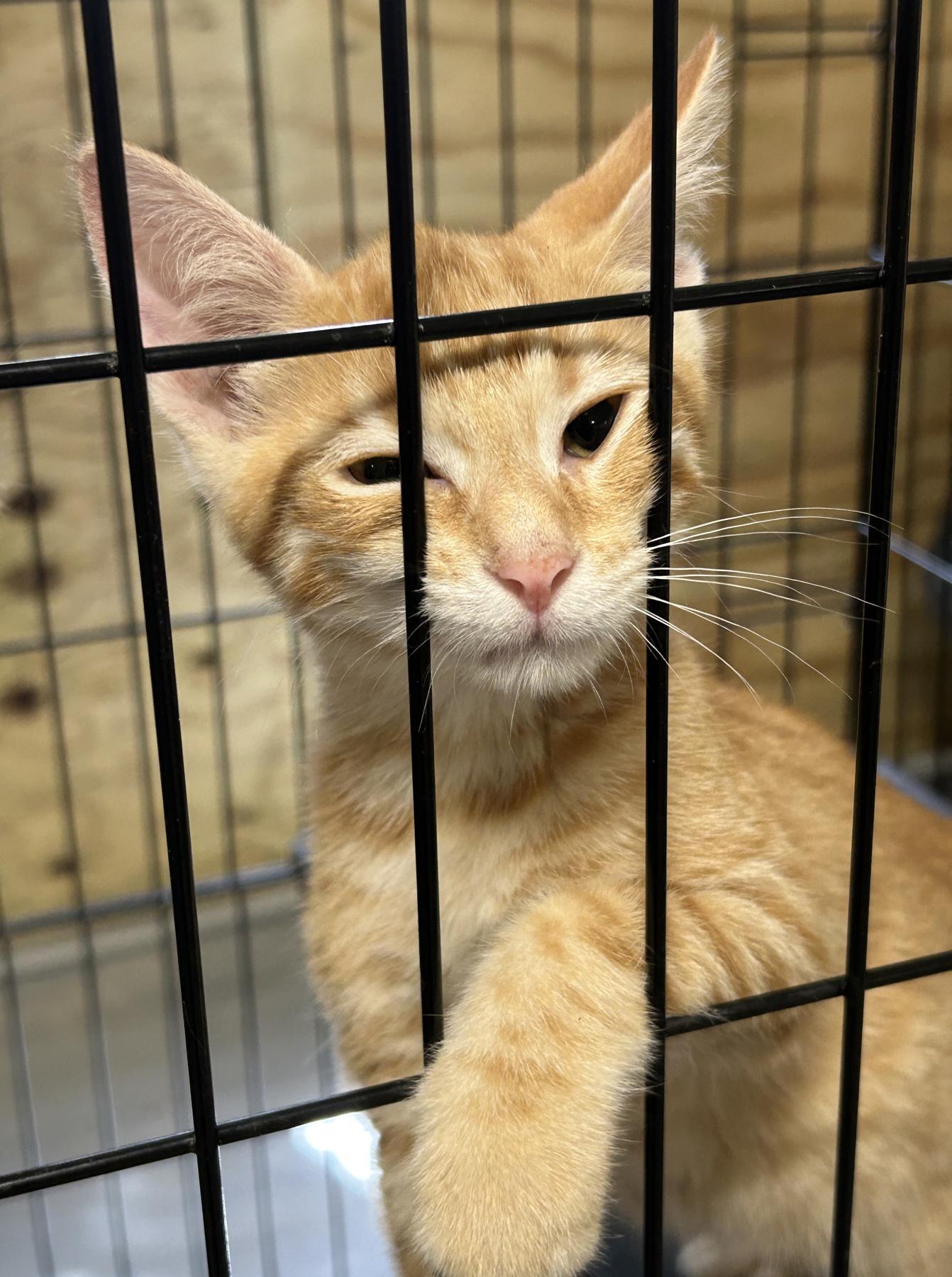 Peach, an adoptable Tabby in LAMPASAS, TX, 76550 | Photo Image 3