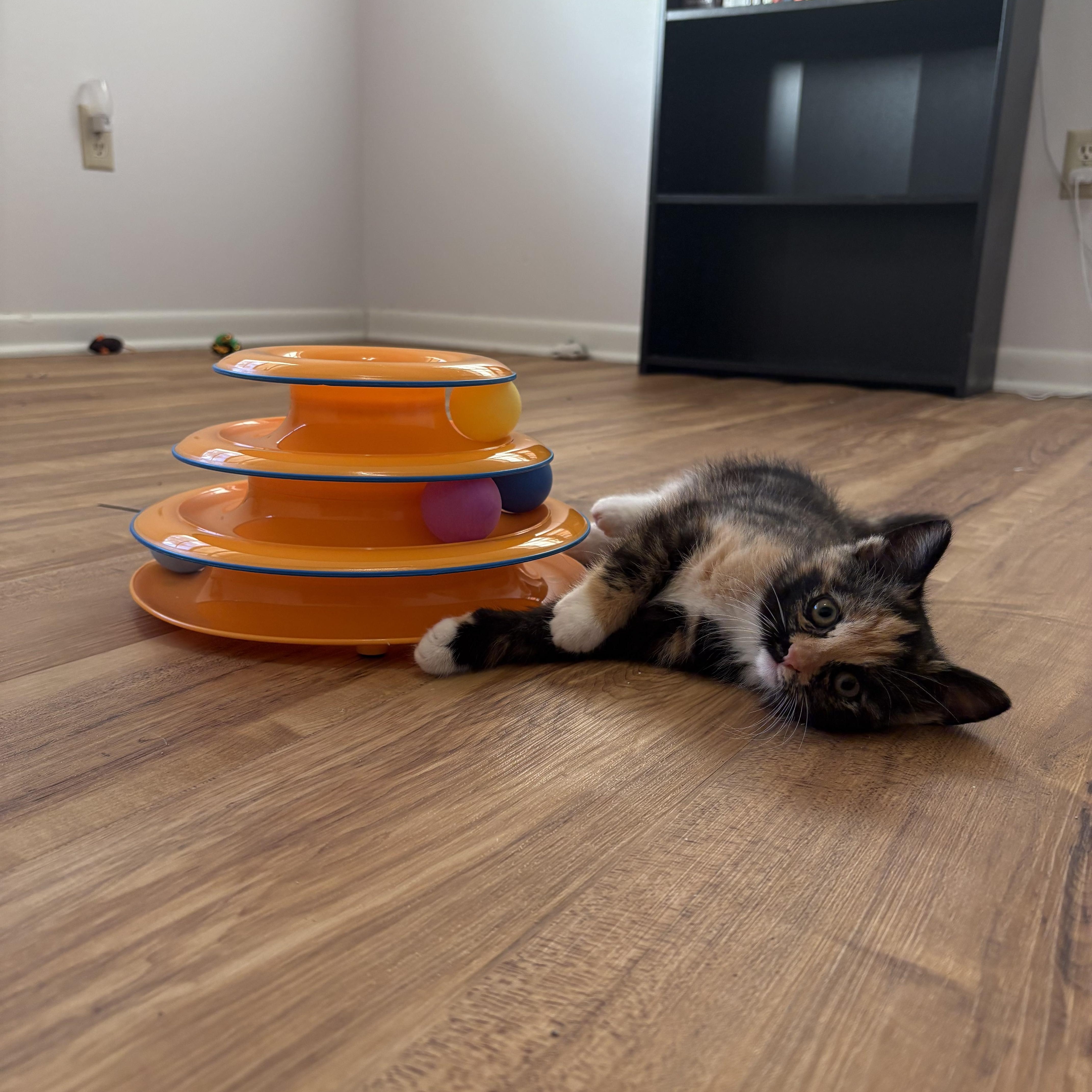 Enlarge Chupacabra, an adopted Domestic Short Hair in Bryan, TX image 4/6