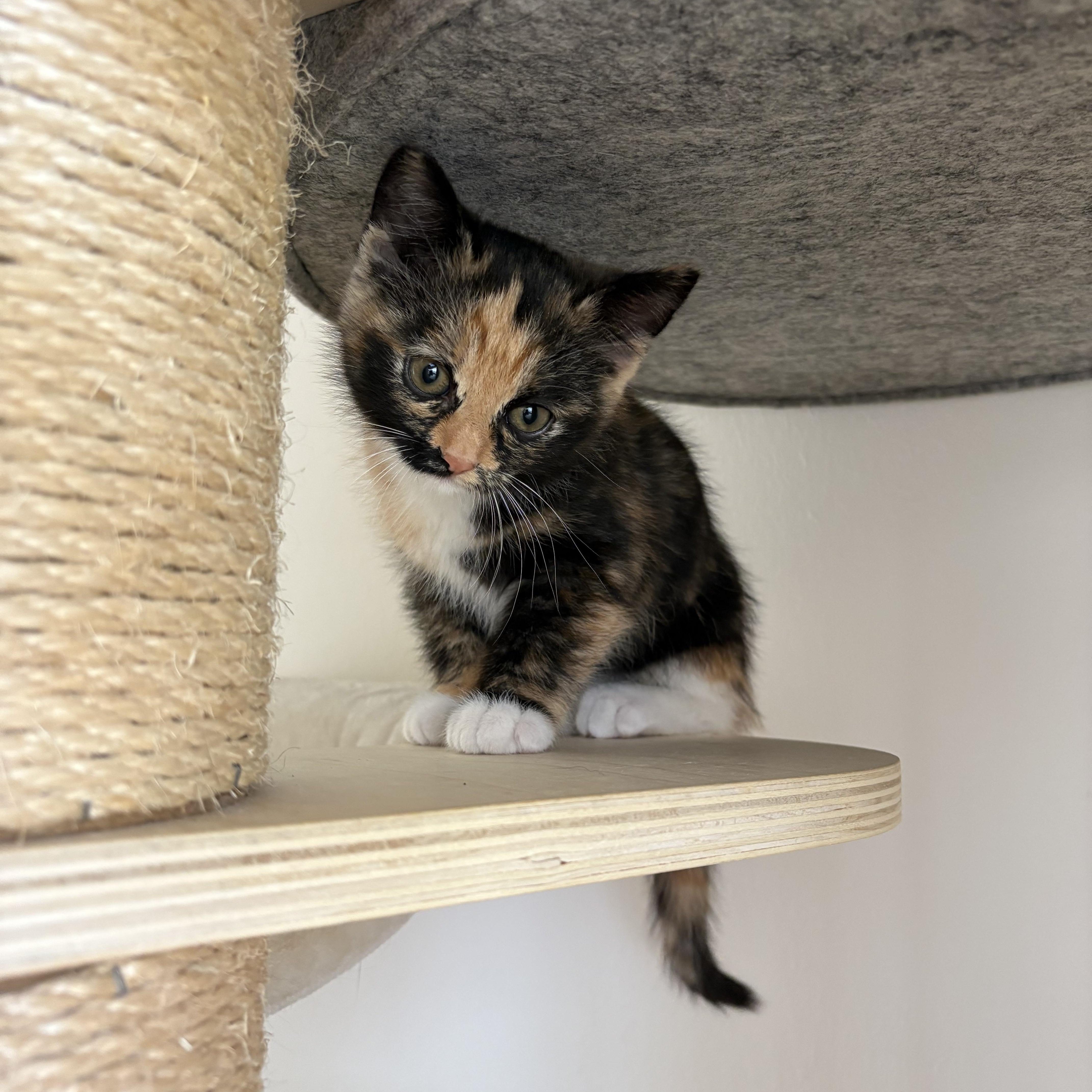 Enlarge Chupacabra, an adopted Domestic Short Hair in Bryan, TX image 2/6