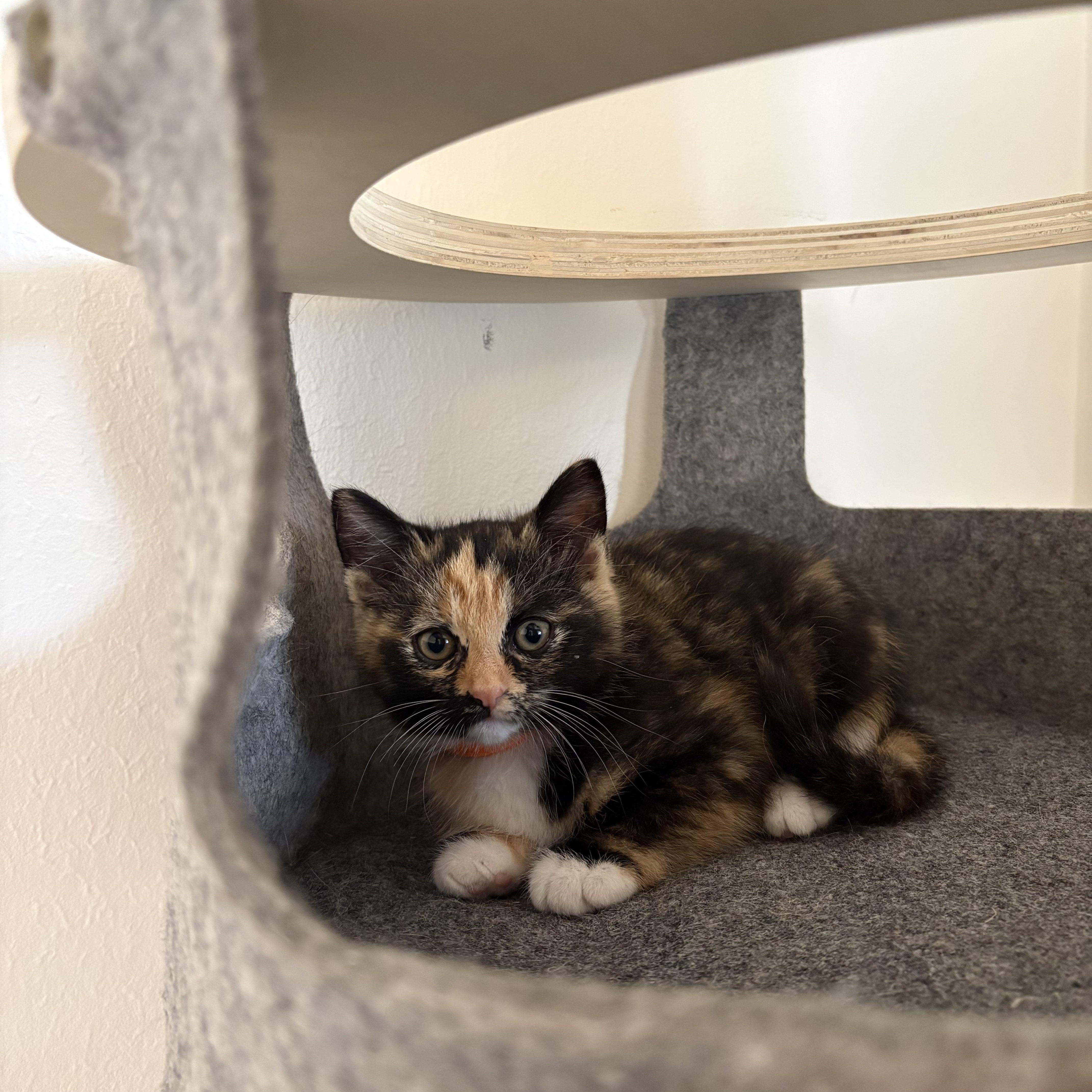 Enlarge Chupacabra, an adopted Domestic Short Hair in Bryan, TX image 6/6