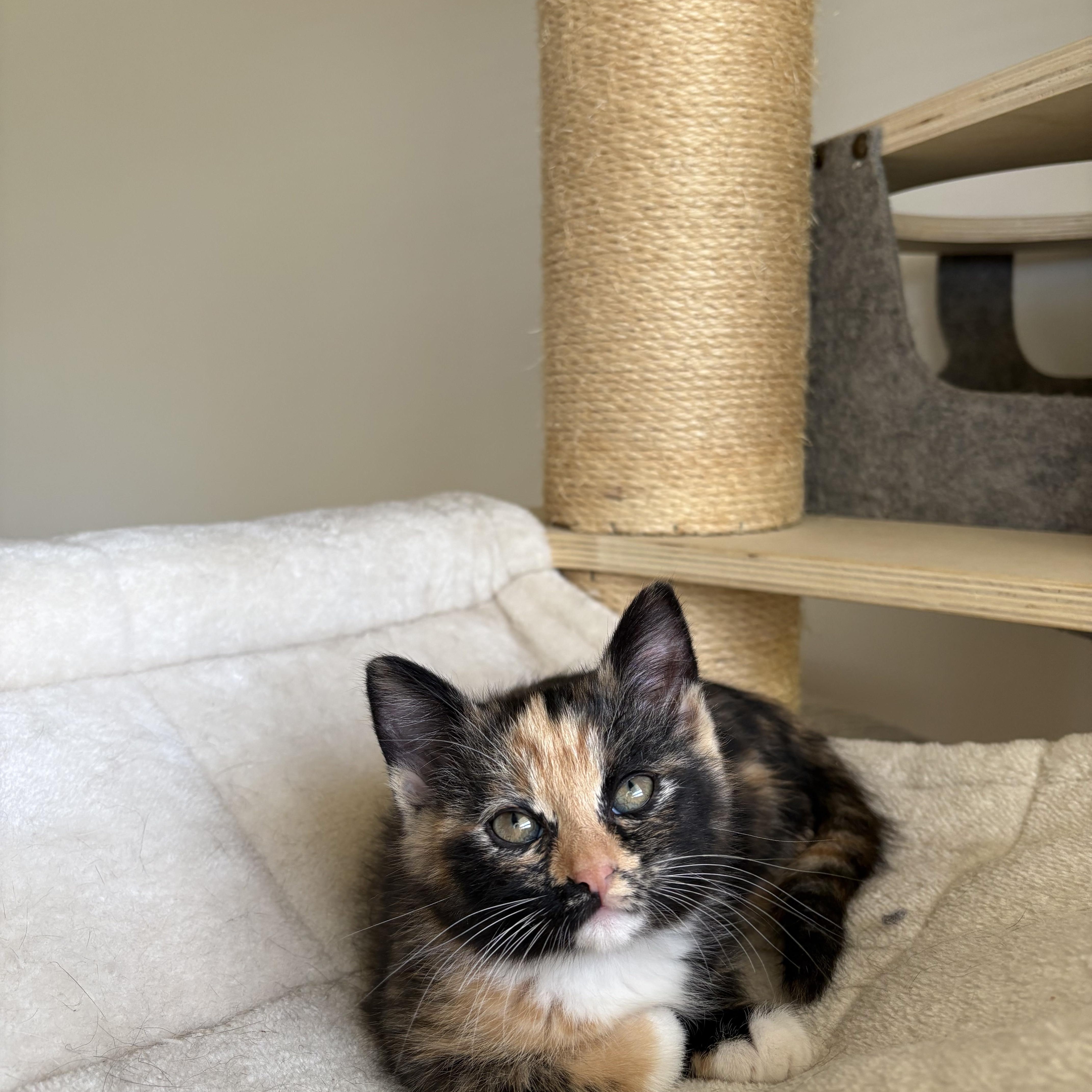 Enlarge Chupacabra, an adopted Domestic Short Hair in Bryan, TX image 3/6