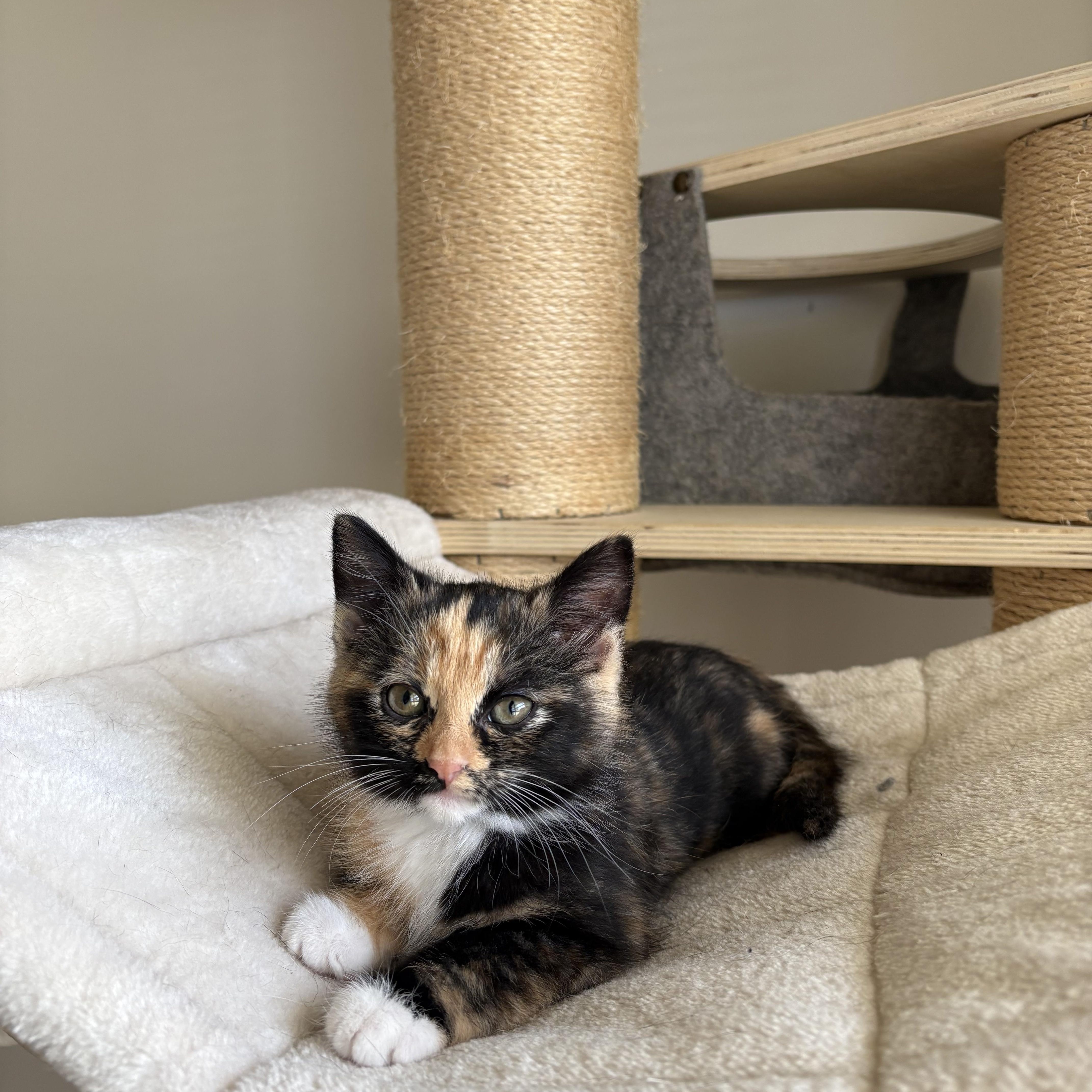 Enlarge Chupacabra, an adopted Domestic Short Hair in Bryan, TX image 5/6