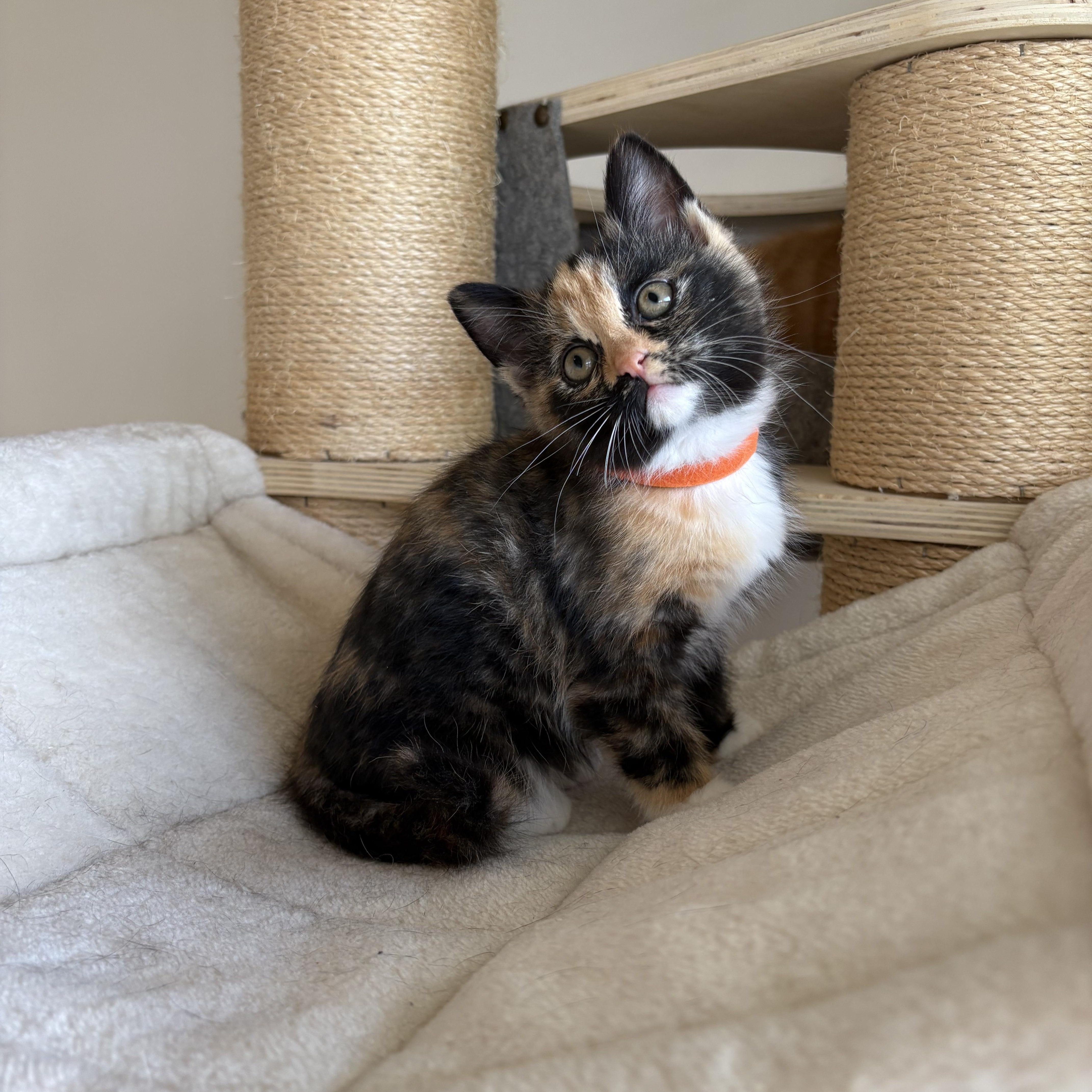 Enlarge Chupacabra, an adopted Domestic Short Hair in Bryan, TX image 1/6