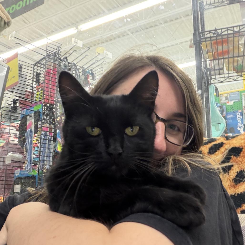 Molly, Adoptable, Adult Female Domestic Short Hair.