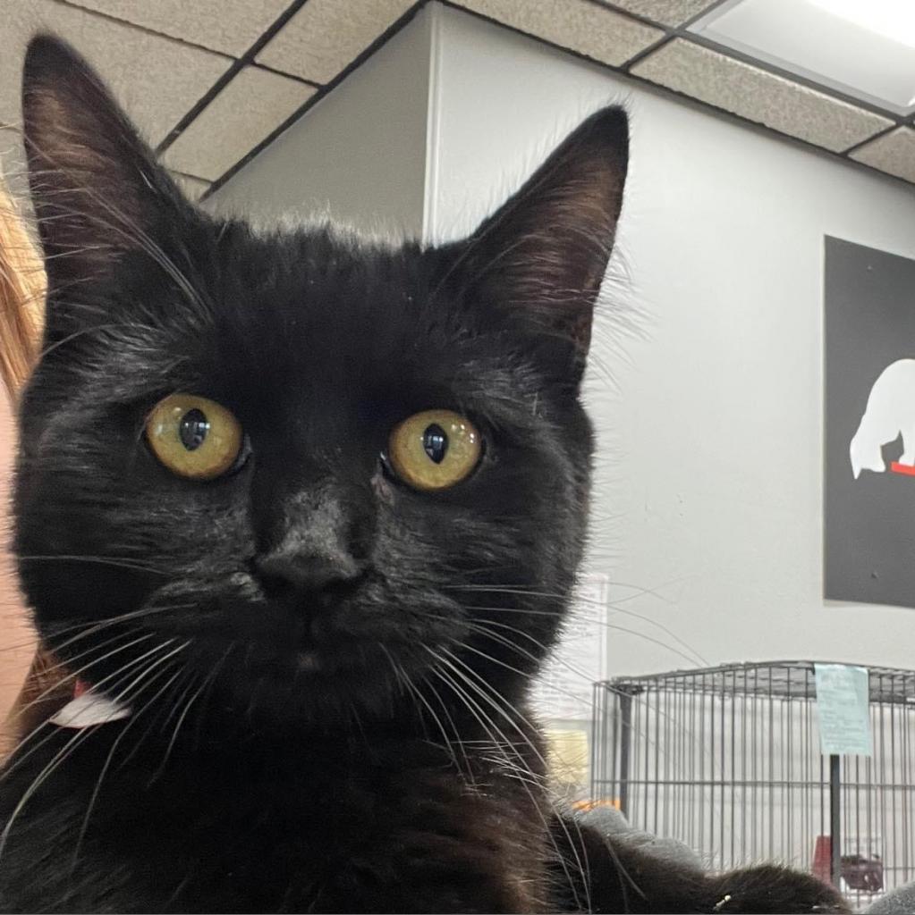 Enlarge Molly, a Adoptable Domestic Short Hair in Hamburg, NY image 3/3