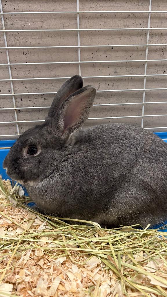 Lucky, Adoptable, Baby Male Dwarf.