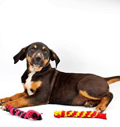 Caturra — thumbnail 2