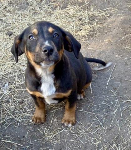 Caturra — thumbnail 3