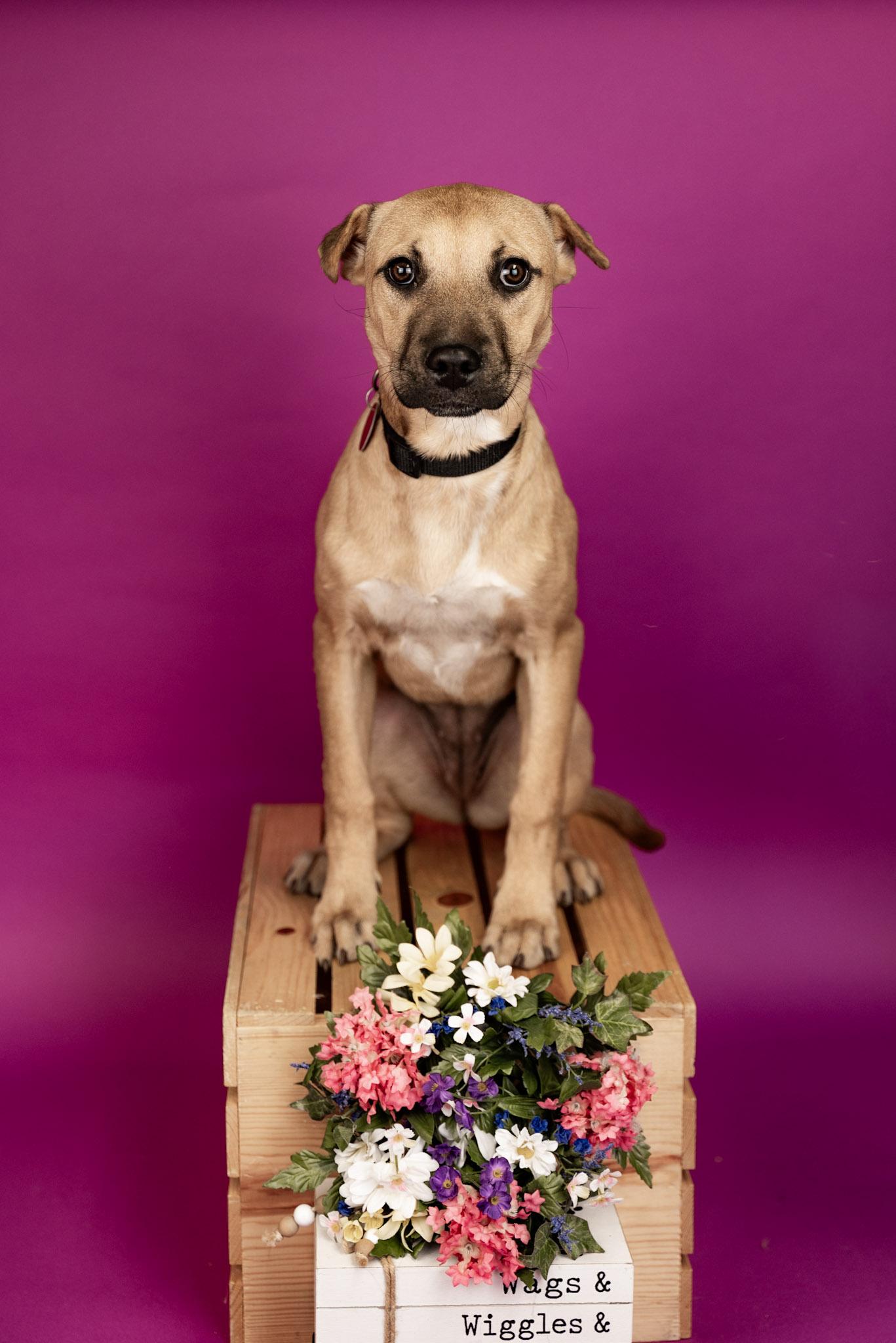 128-26, ADOPTABLE, Young Female Shepherd.