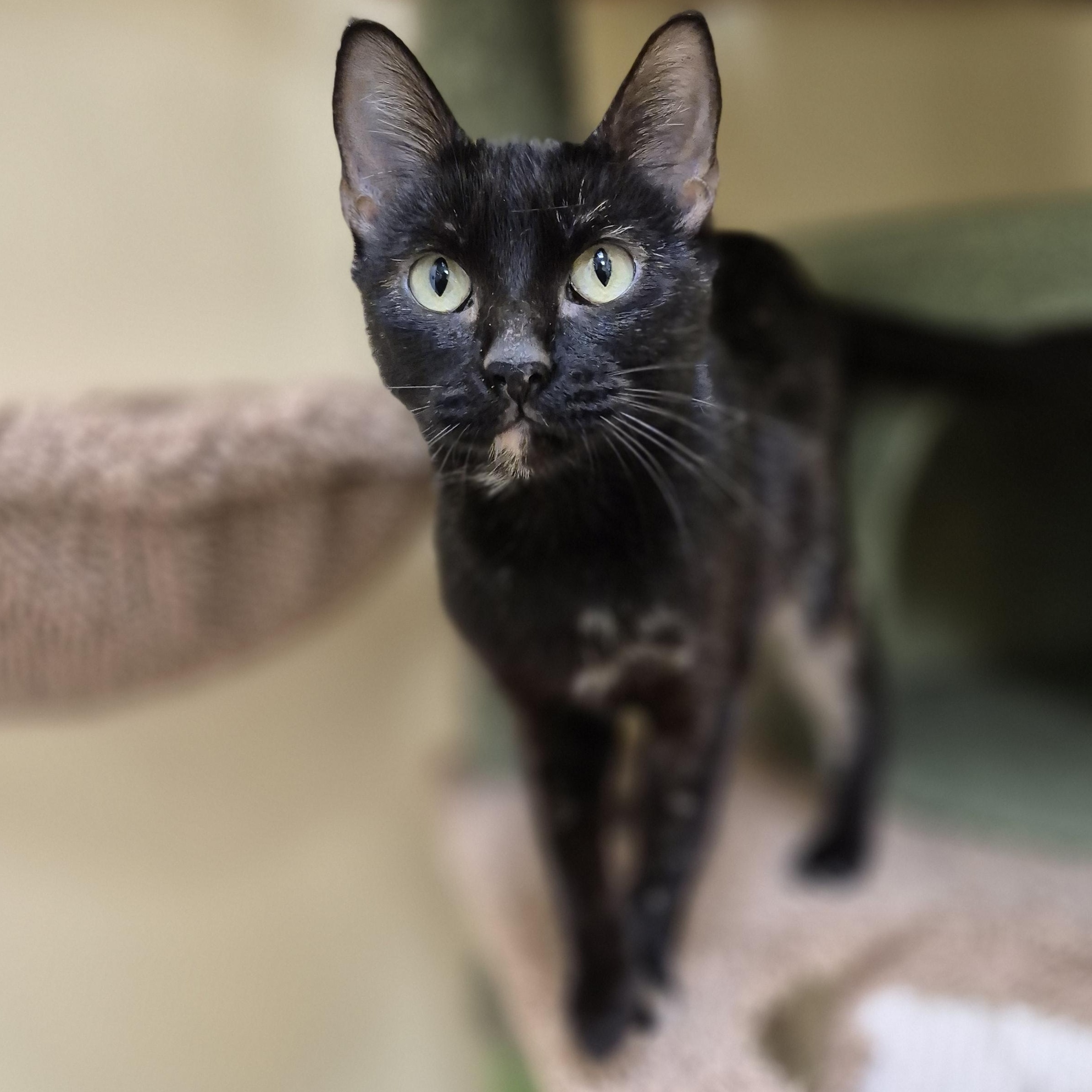 Enlarge Polyester, an adopted Domestic Short Hair in Schertz, TX image 2/4