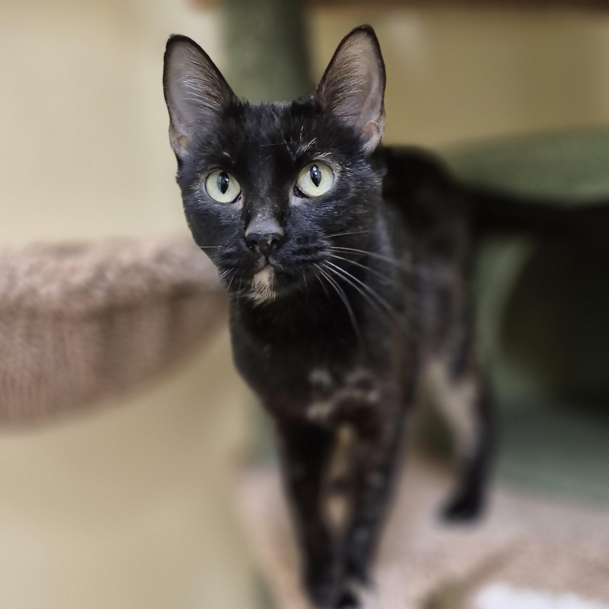Enlarge Polyester, an adopted Domestic Short Hair in Schertz, TX image 4/4