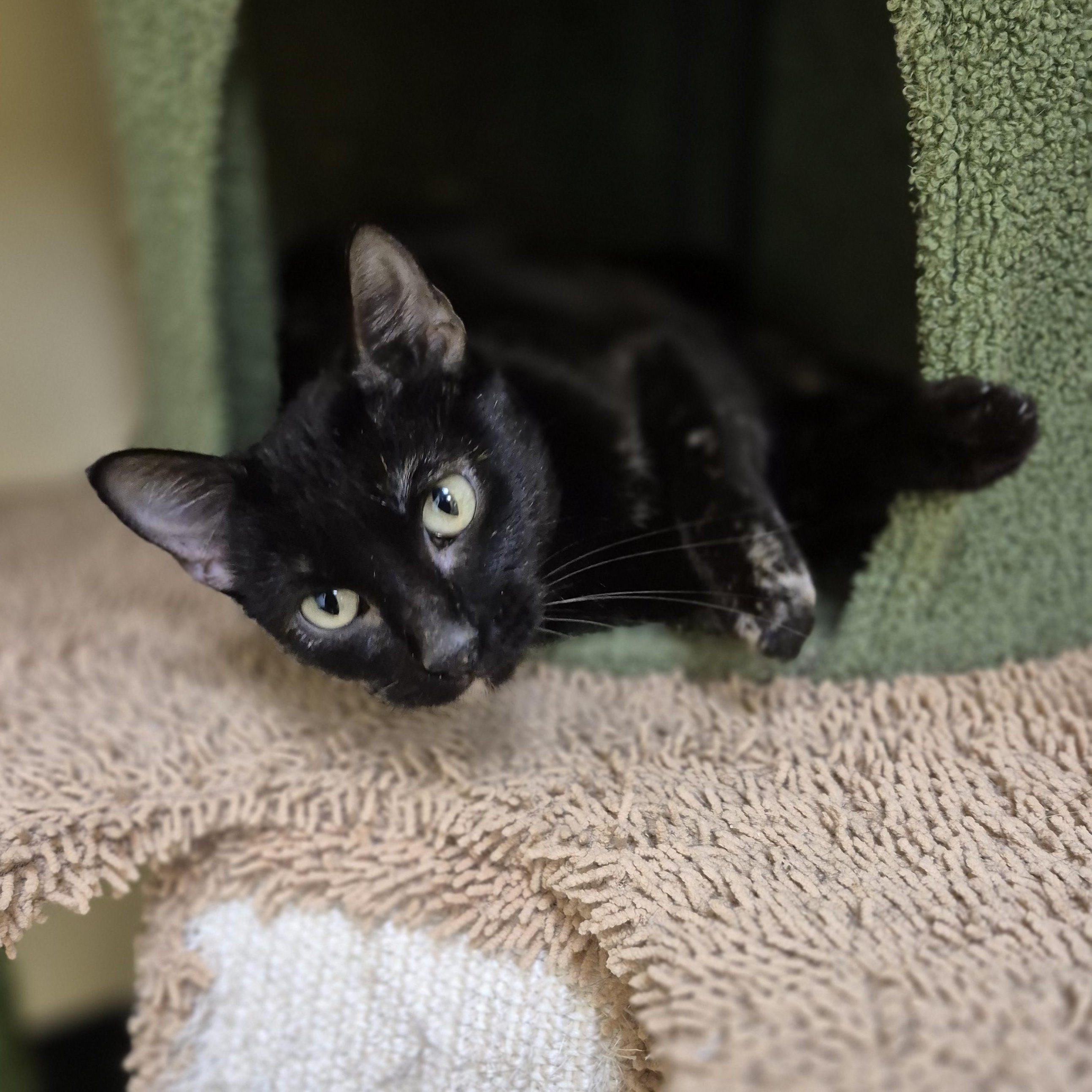 Enlarge Polyester, an adopted Domestic Short Hair in Schertz, TX image 3/4