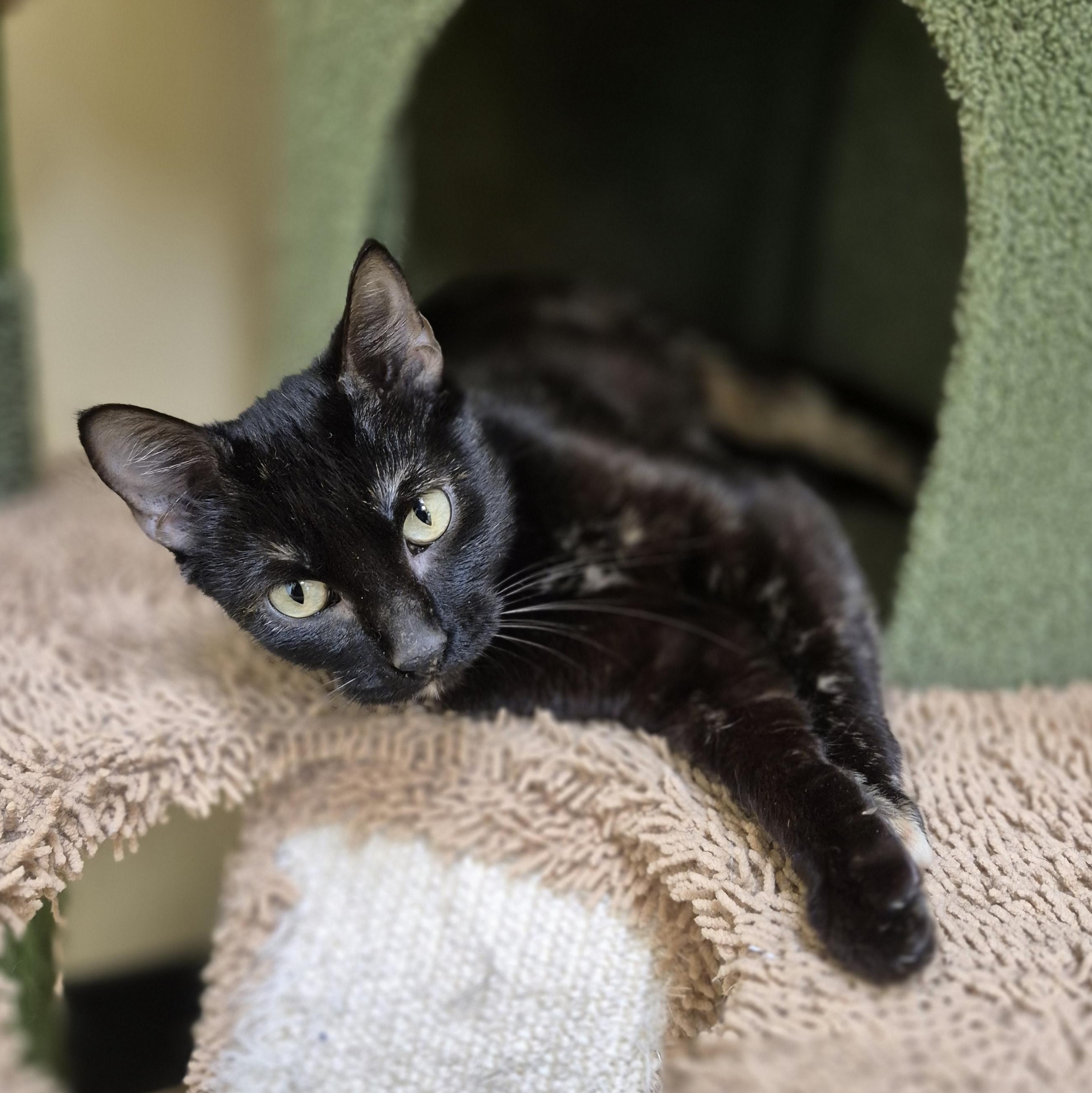 Polyester, adopted, Adult Male Domestic Short Hair.