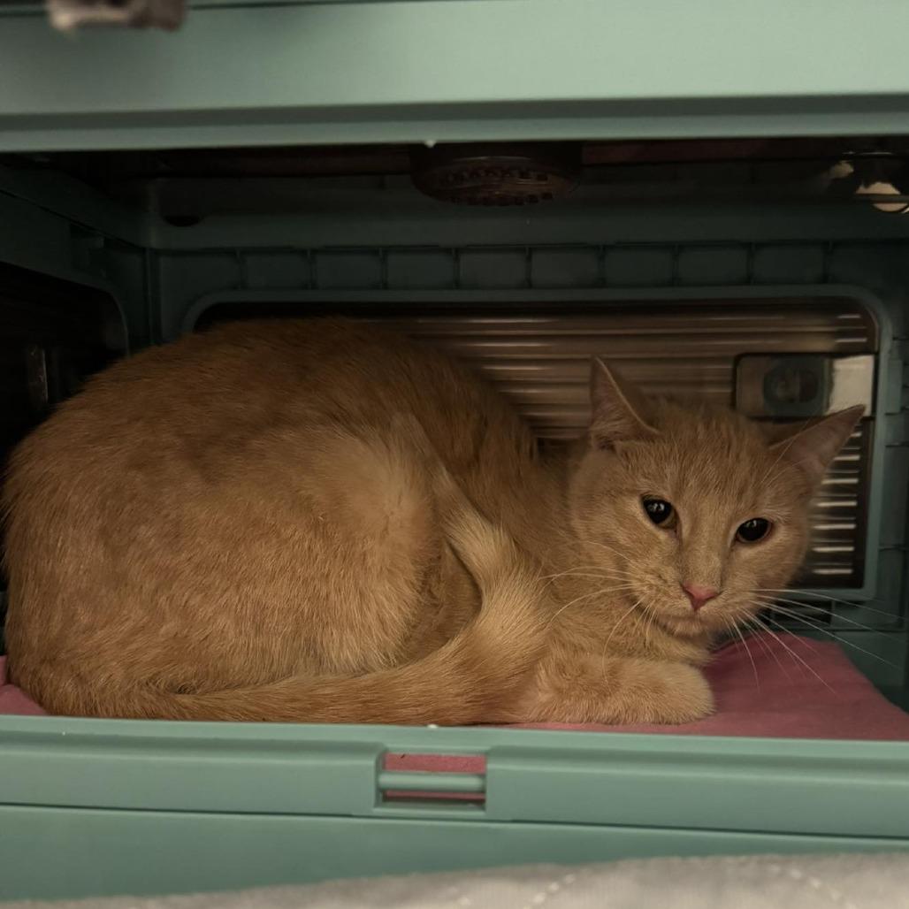 Enlarge Blue Jay, a Adoptable Domestic Short Hair in Edwardsville, IL image 1/6