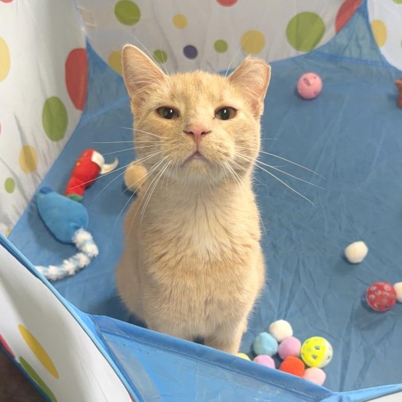 Enlarge Blue Jay, a Adoptable Domestic Short Hair in Edwardsville, IL image 2/6