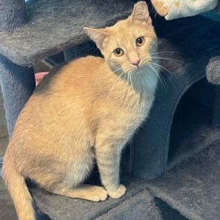 Enlarge Blue Jay, a Adoptable Domestic Short Hair in Edwardsville, IL image 2/6