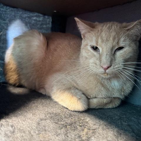 Enlarge Blue Jay, a Adoptable Domestic Short Hair in Edwardsville, IL image 3/6