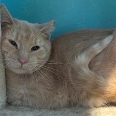 Enlarge Blue Jay, a Adoptable Domestic Short Hair in Edwardsville, IL image 4/6