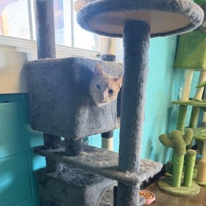 Enlarge Blue Jay, a Adoptable Domestic Short Hair in Edwardsville, IL image 5/6
