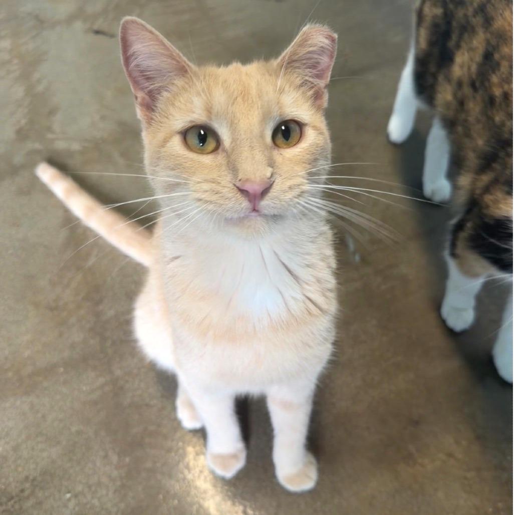 Enlarge Blue Jay, a Adoptable Domestic Short Hair in Edwardsville, IL image 5/6