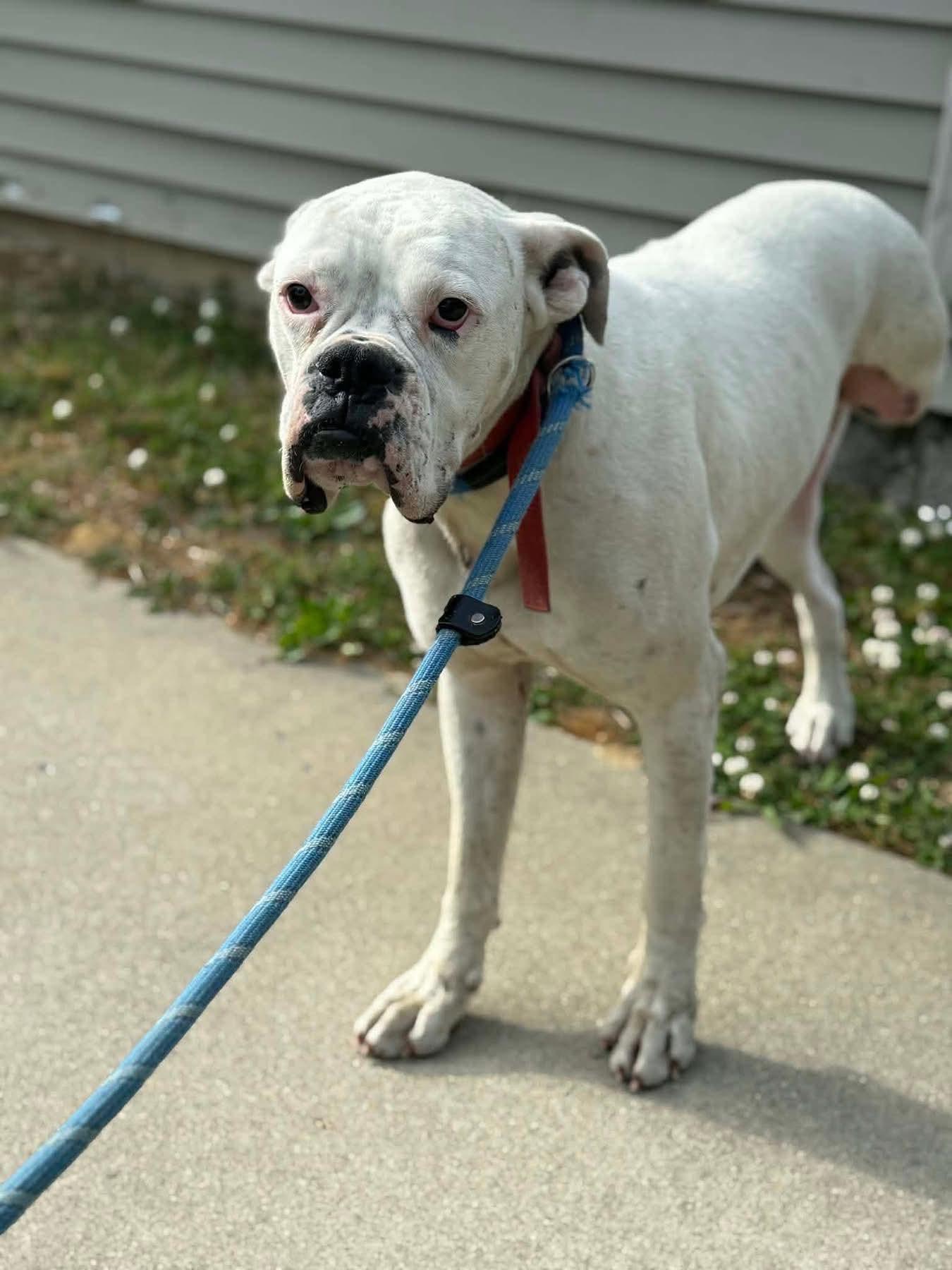 Enlarge Pookie, a Adoptable Boxer in Monticello, NY image 1/3