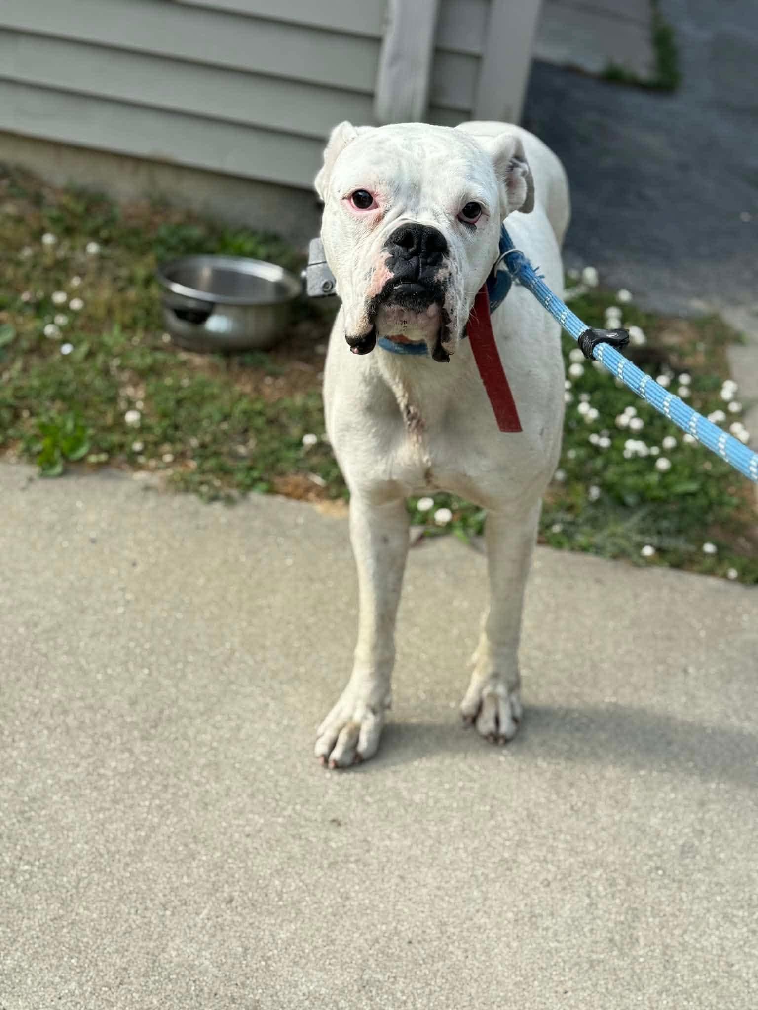 Enlarge Pookie, a Adoptable Boxer in Monticello, NY image 2/3