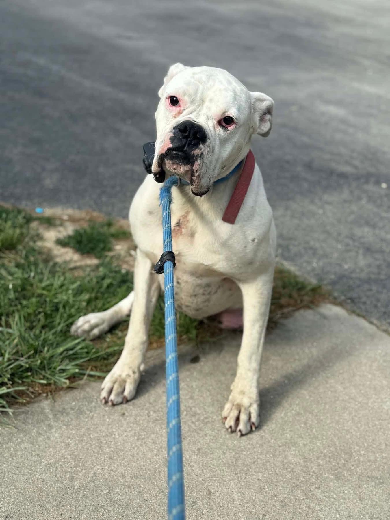 Enlarge Pookie, a Adoptable Boxer in Monticello, NY image 3/3