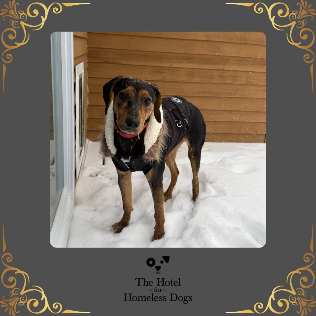 Roscoe, Adoptable, Puppy Male Hound & Beagle.