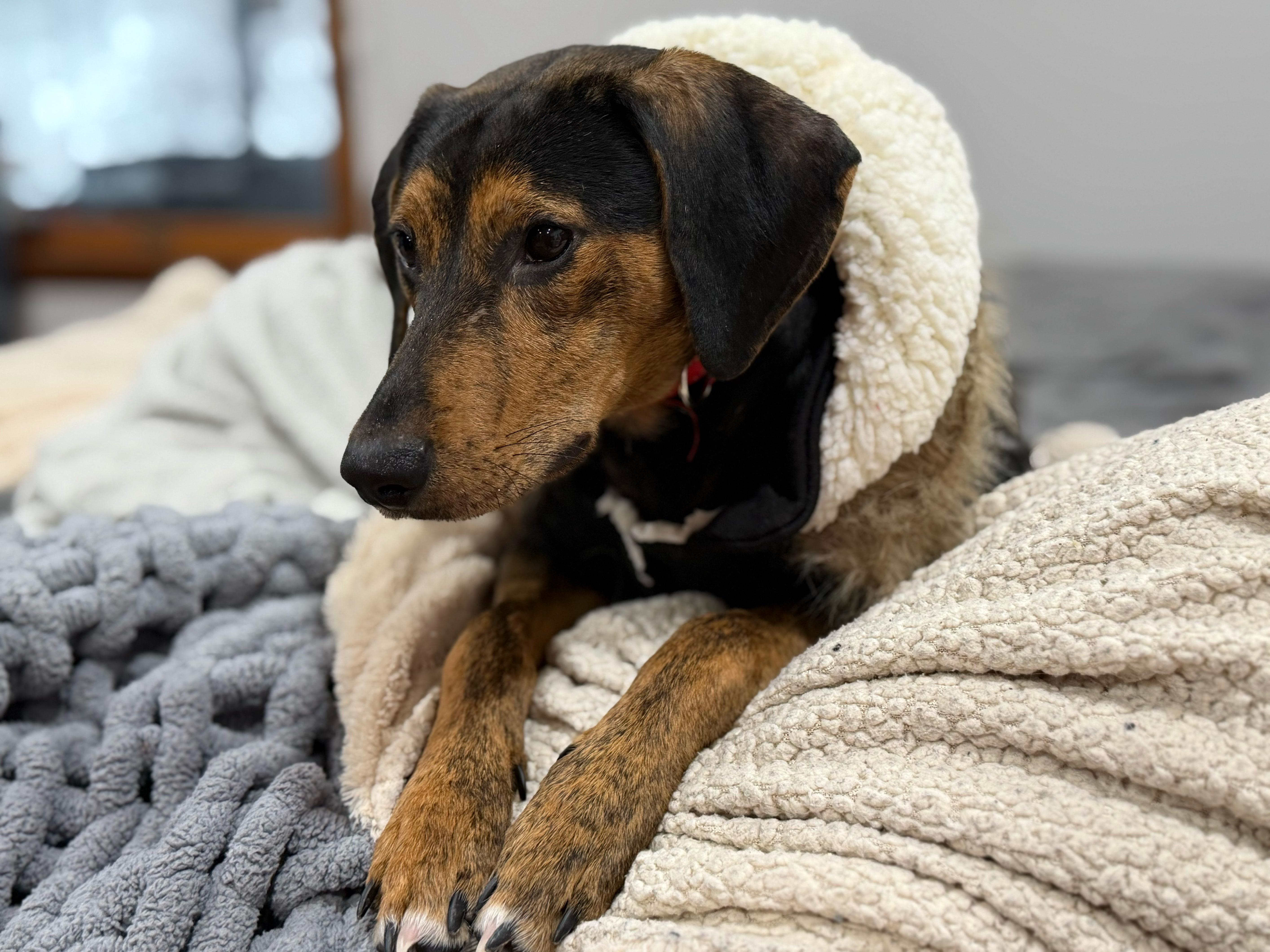 Enlarge Roscoe, a Adoptable mixed breed in Cumberland, RI image 5/6