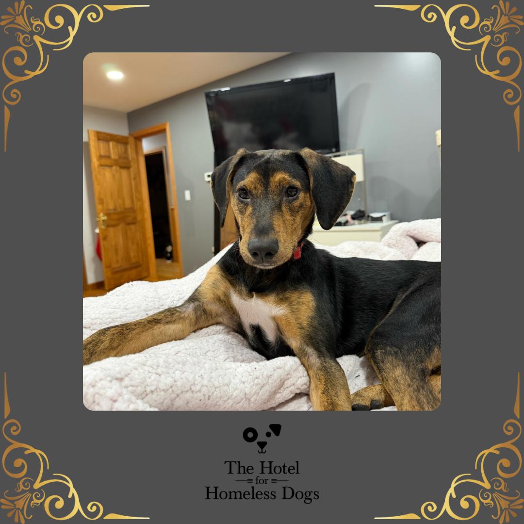 Roscoe, Adoptable, Puppy Male Hound & Beagle.