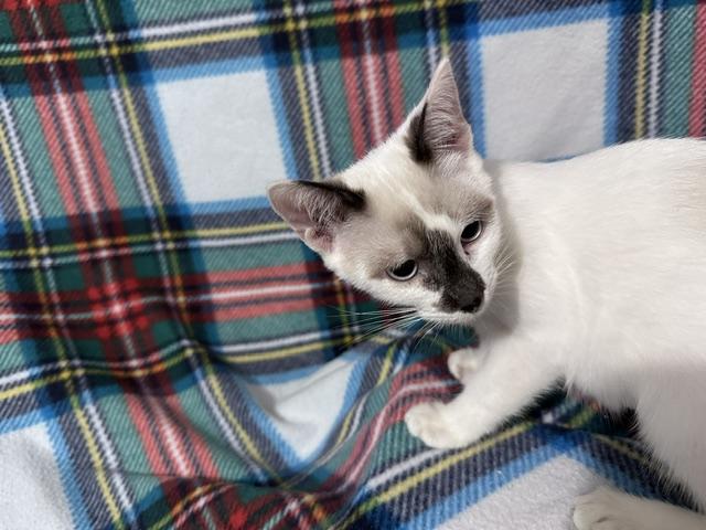 Enlarge Xenia, a Adoptable mixed breed in Oakland, NJ image 6/6