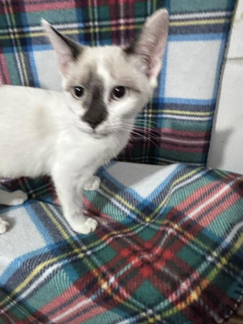 Xenia, Adoptable, Young Female Siamese & Domestic Short Hair.