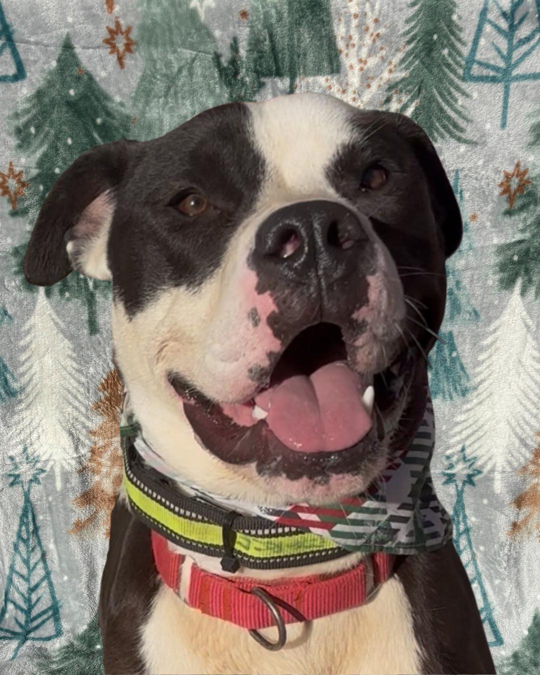 Enlarge Chonky, a Adoptable mixed breed in Payson, AZ image 2/6