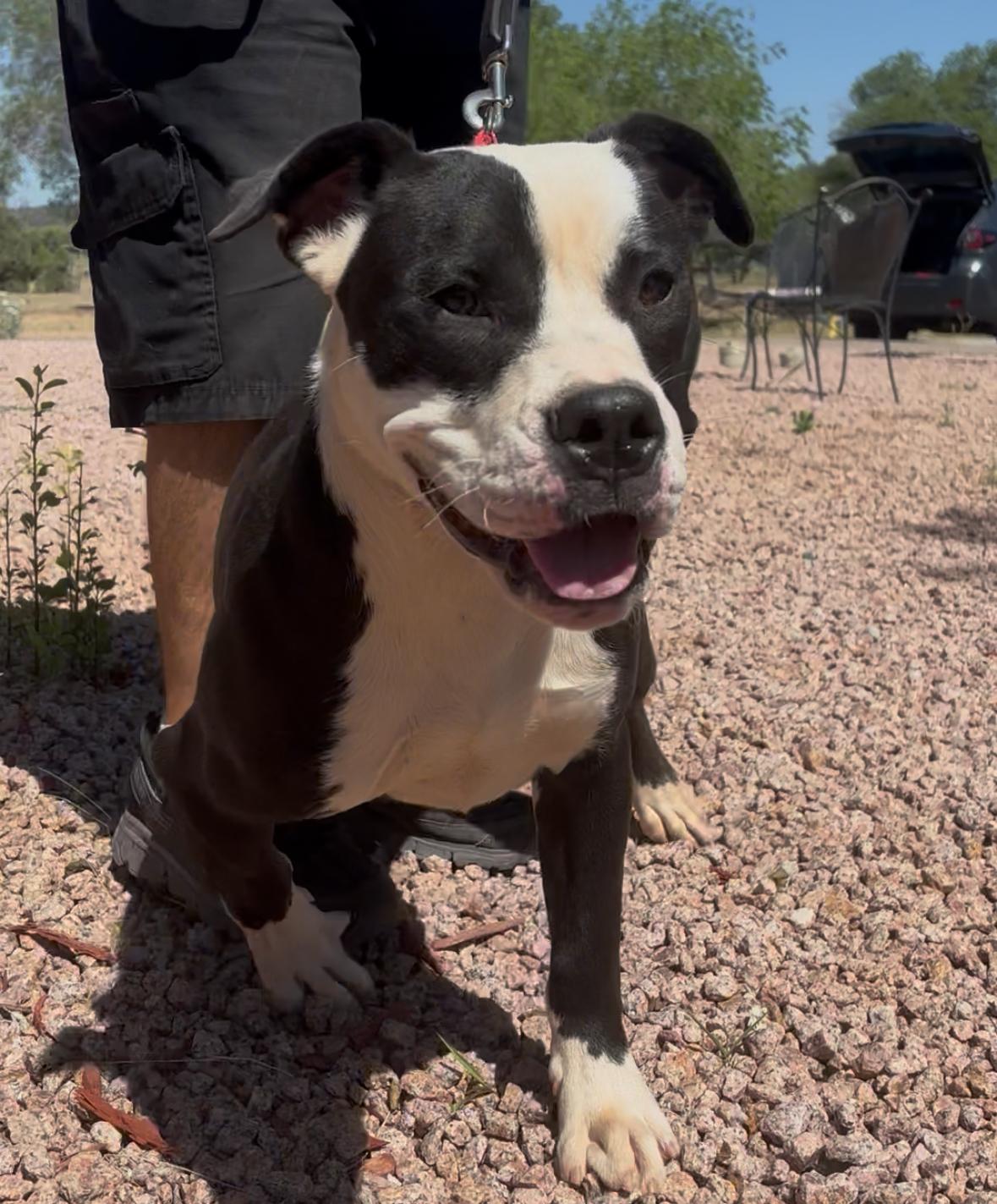 Chonky, Adoptable, Young Male Bulldog.