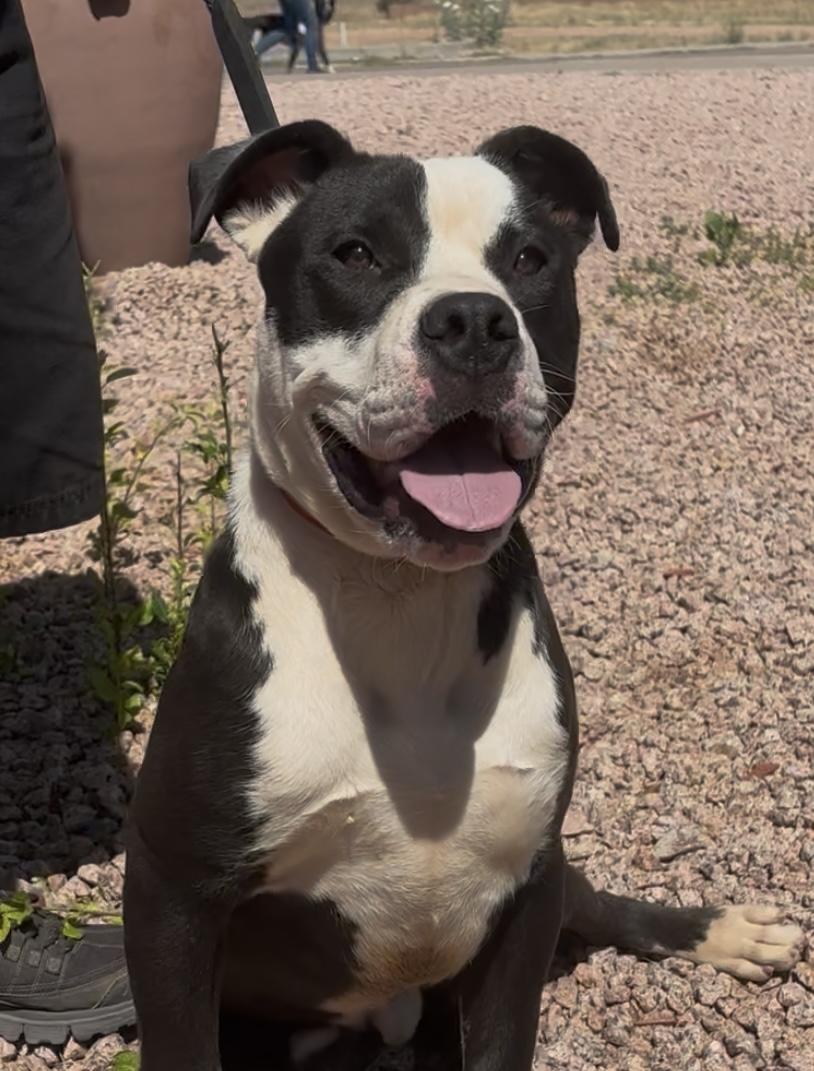 Chonky, a Adoptable mixed breed in Payson, AZ image 2/3