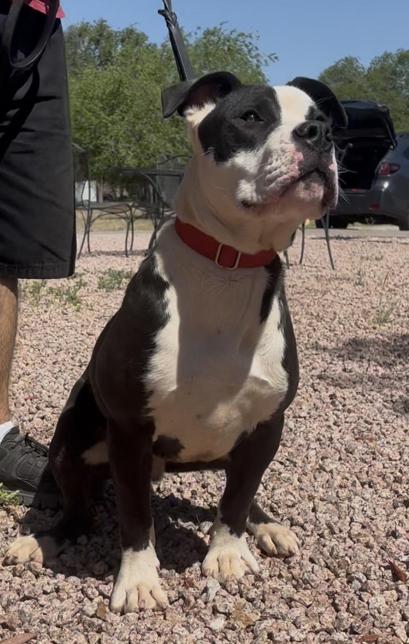 Chonky, a Adoptable mixed breed in Payson, AZ image 3/3