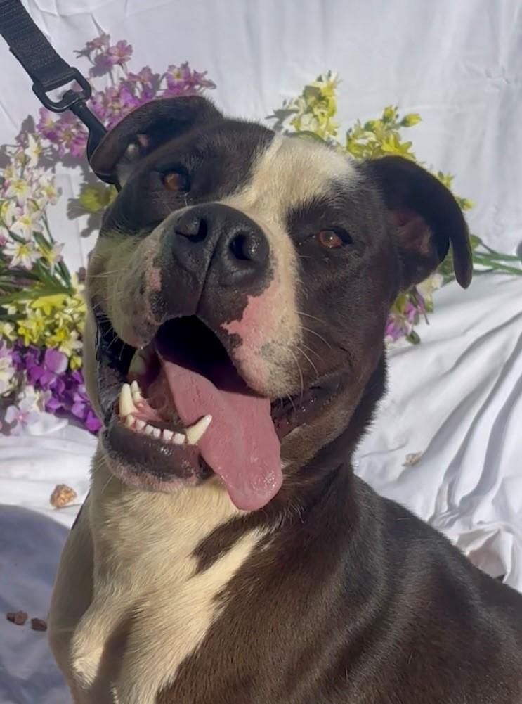 Chonky, Adoptable, Young Male Bulldog.