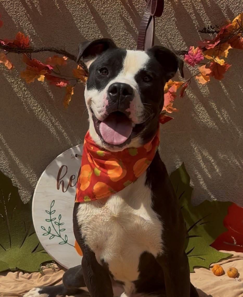 Enlarge Chonky, a Adoptable mixed breed in Payson, AZ image 3/6