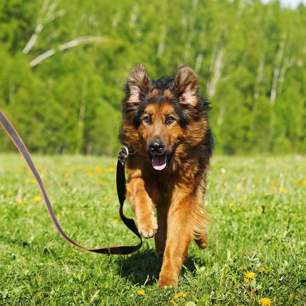 Lord, an adopted mixed breed in Hawley, PA image 3/5