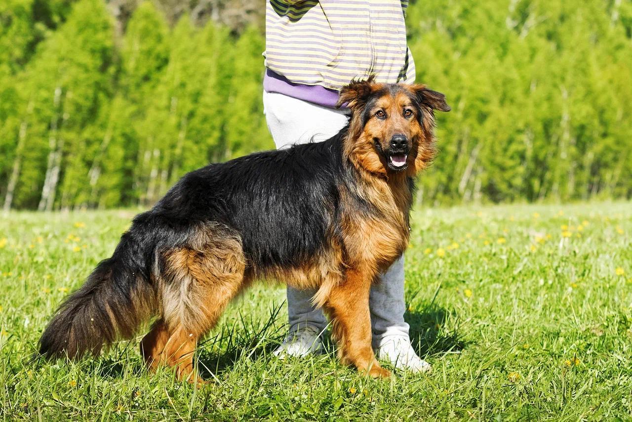 Lord, an adopted mixed breed in Hawley, PA image 4/5