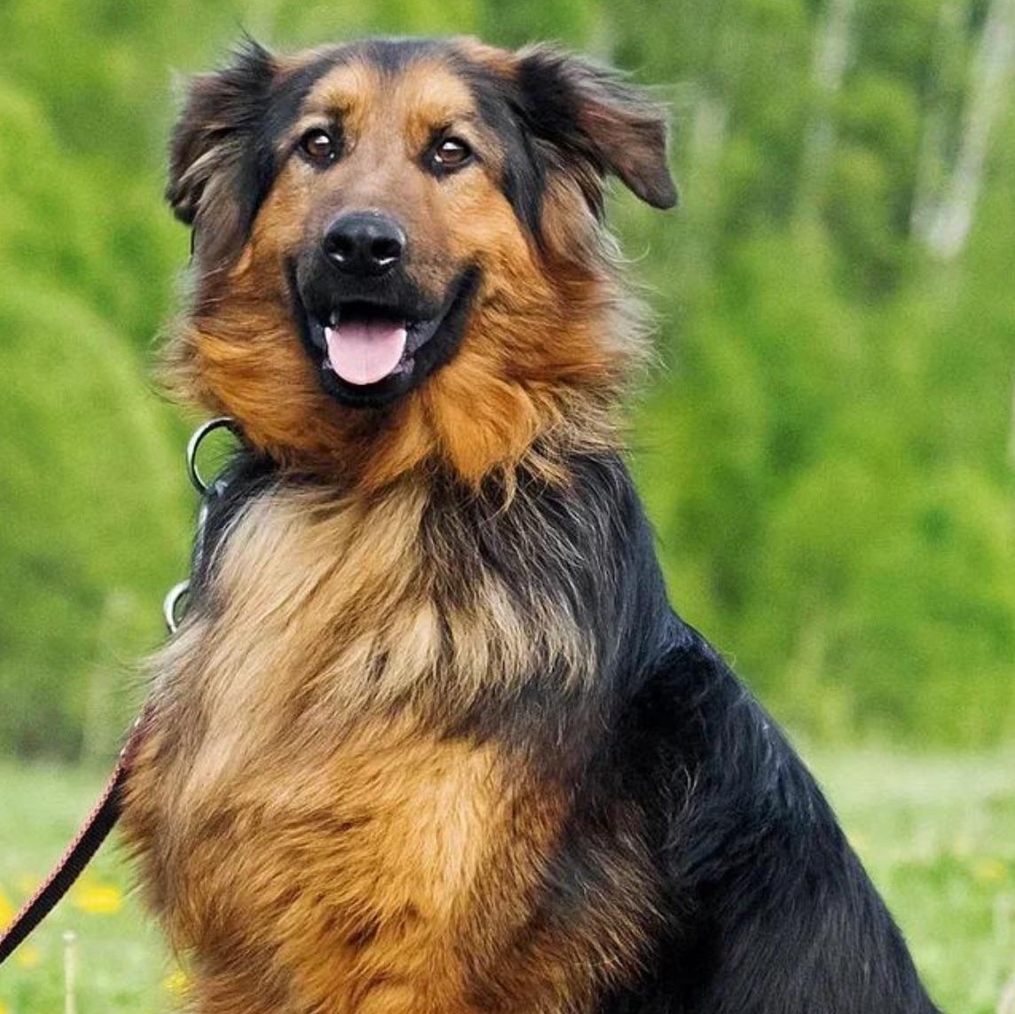 Lord, adopted, Adult Male German Shepherd Dog & Hovawart.