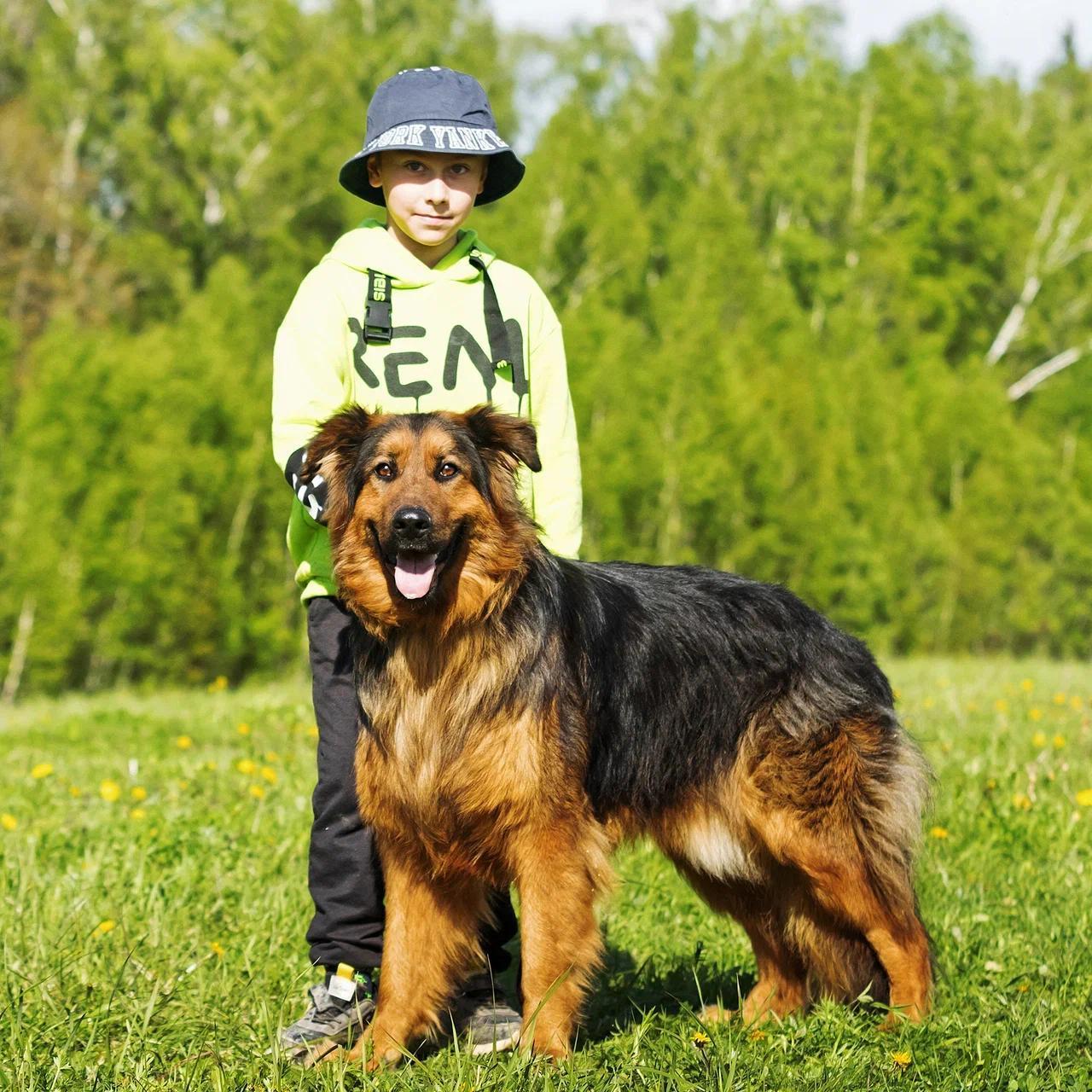 Lord, an adopted mixed breed in Hawley, PA image 5/5