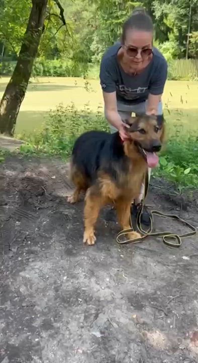 Enlarge Lord, an adopted mixed breed in Hawley, PA video 2/5