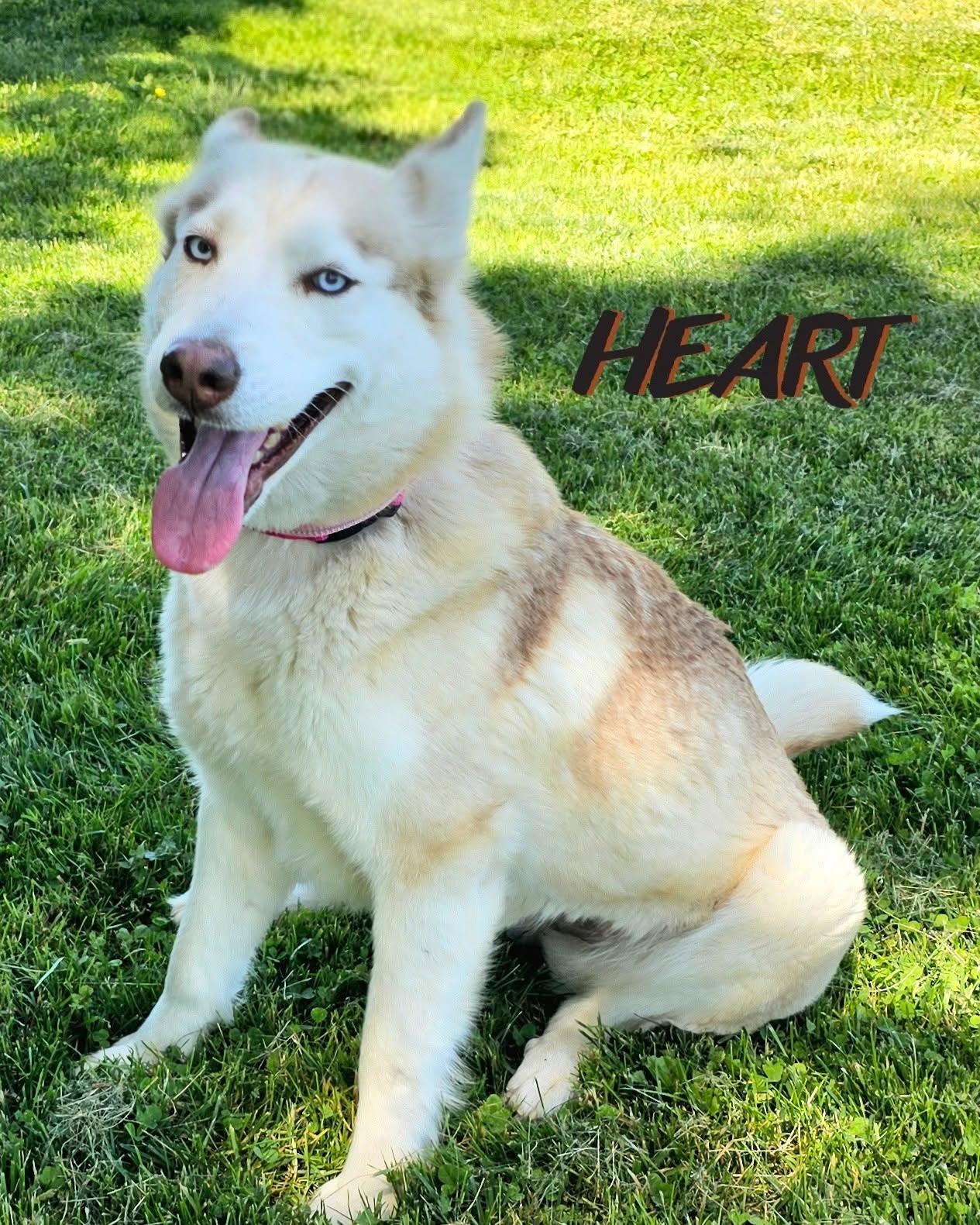 Athena & Iris, a Adoptable Siberian Husky in Millersville, MD image 1/3