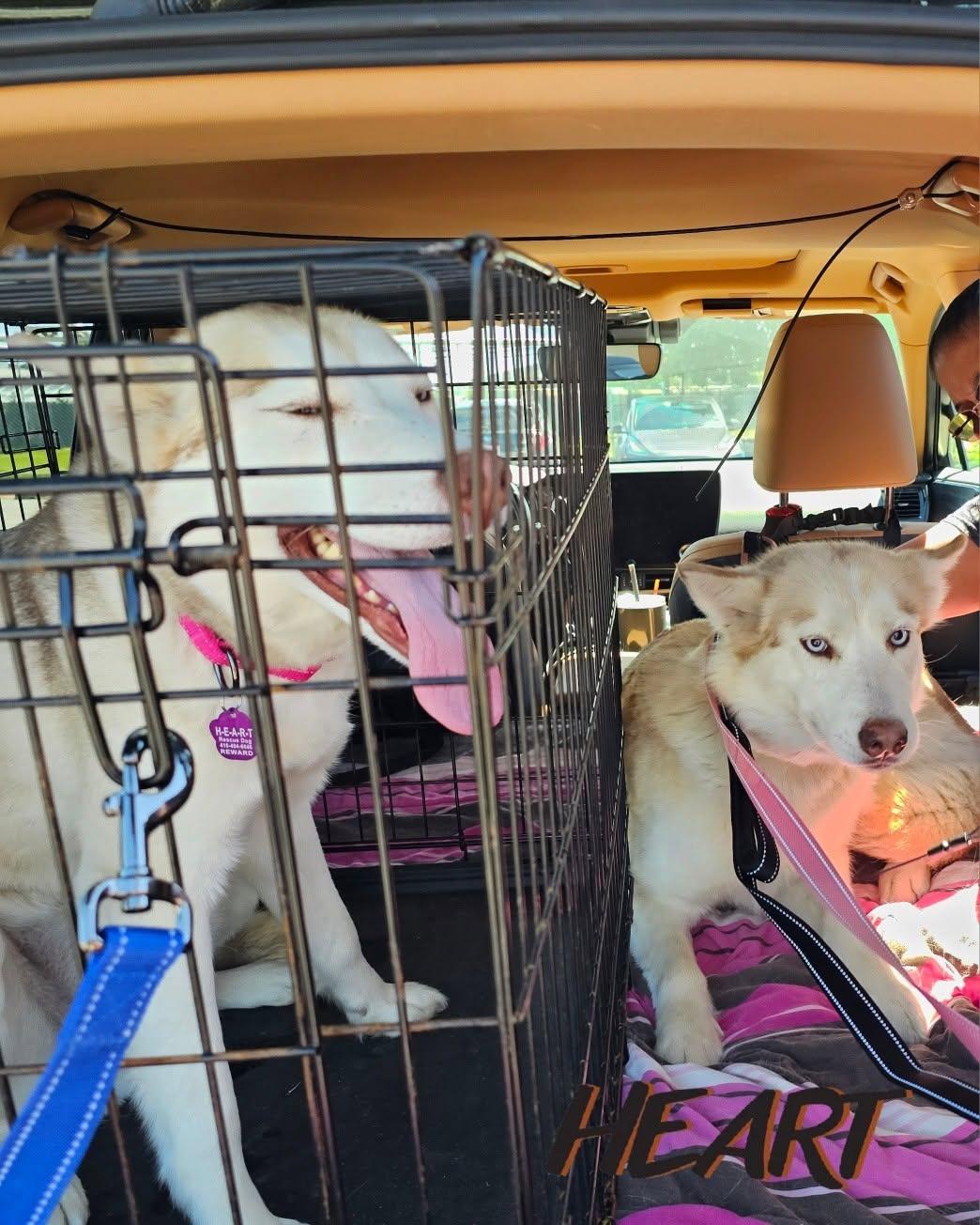 Athena & Iris, a Adoptable Siberian Husky in Millersville, MD image 2/3