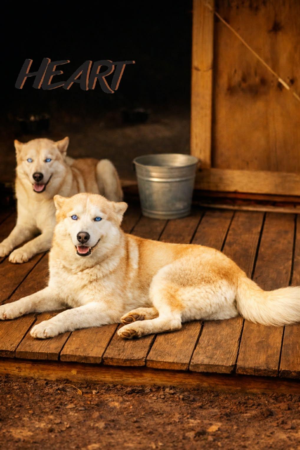 Athena & Iris, a Adoptable Siberian Husky in Millersville, MD image 3/3