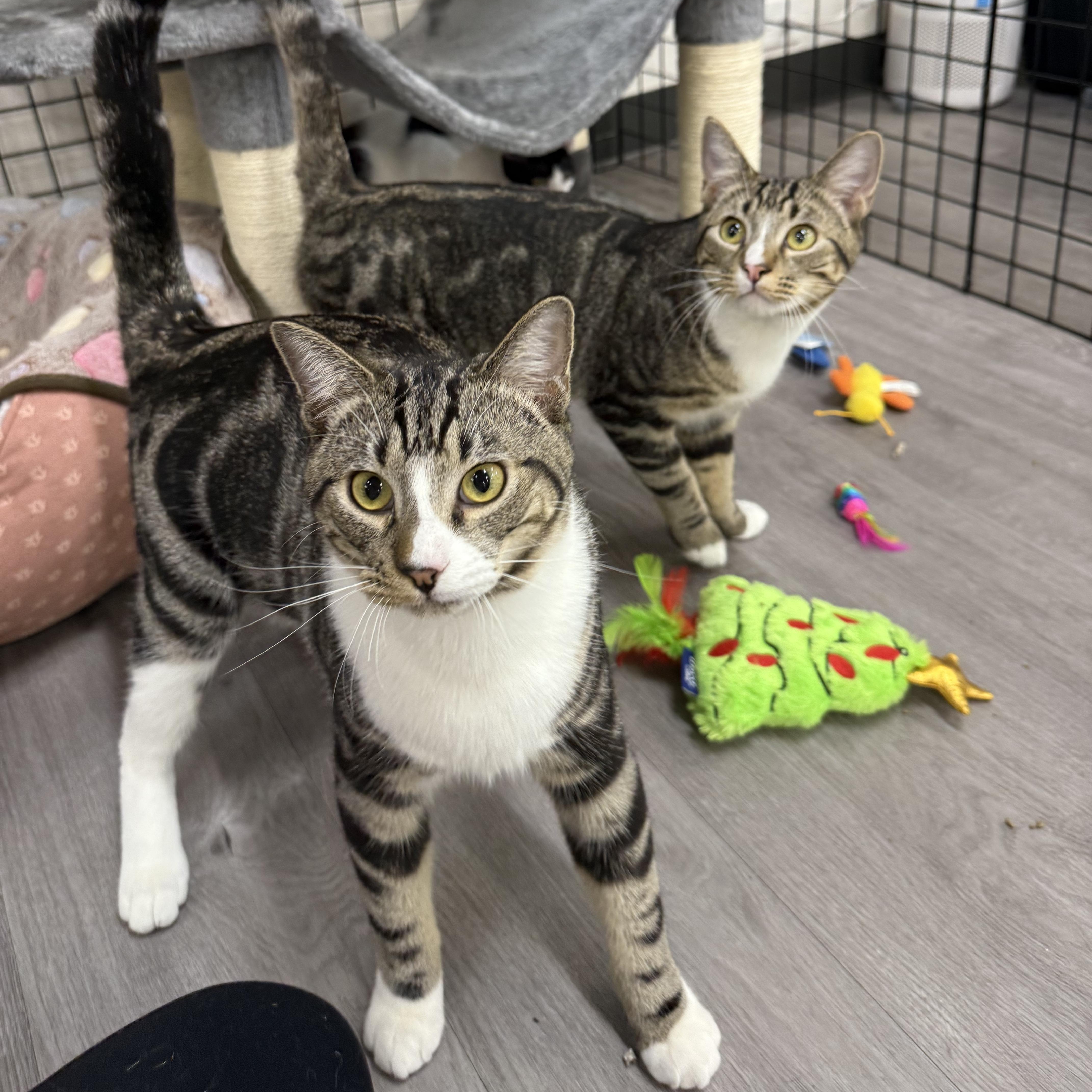 Fishbone & Banana Peel (bonded pair), a Adoptable Domestic Short Hair in Walnut Creek, CA image 3/6